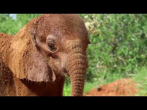 Видео: Sheldrick Elephant Orphanament, Найроби: Пълното ръководство