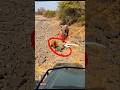 Lion Attacks Baby Elephant… Then the Mother Shows Up 😳🐘 #shorts #animals