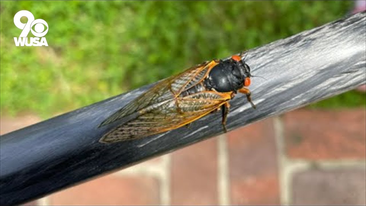 VERIFY When will cicadas be gone? YouTube