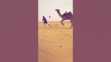 اذا حقد الجمل بتتعب 