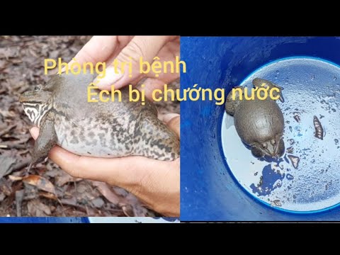 Chia sẻ cách phòng trị bệnh chướng nước trên ếch