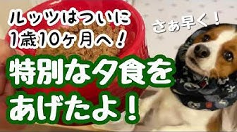 ルッツ Youtube