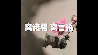 201803 离诸相　离言语23844