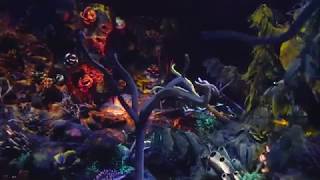 Disney - 海底20000マイル hqdefault.jpg