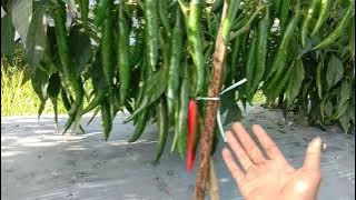 cabe besar darmais buah sampai 1,5-2kg / pohon