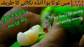 Broken Egg Binding Treatment In Love Birds