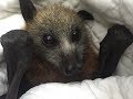 Rescuing a baby flying-fox in a nursing home:  this is  Montefiore