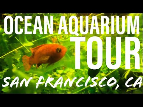 Ocean Aquarium Store Tour (San 