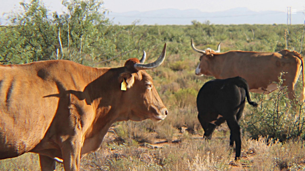 Age Progression of the Raramuri Criollo X Brangus project calves, March
