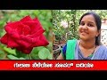 ಗುಲಾಬಿ ಬೆಳೆಯೋ ಸೂಪರ್ ಟಿಪ್ಸ್ Tips to grow rose at home - Gardening tips - Mr and Mrs Kamath