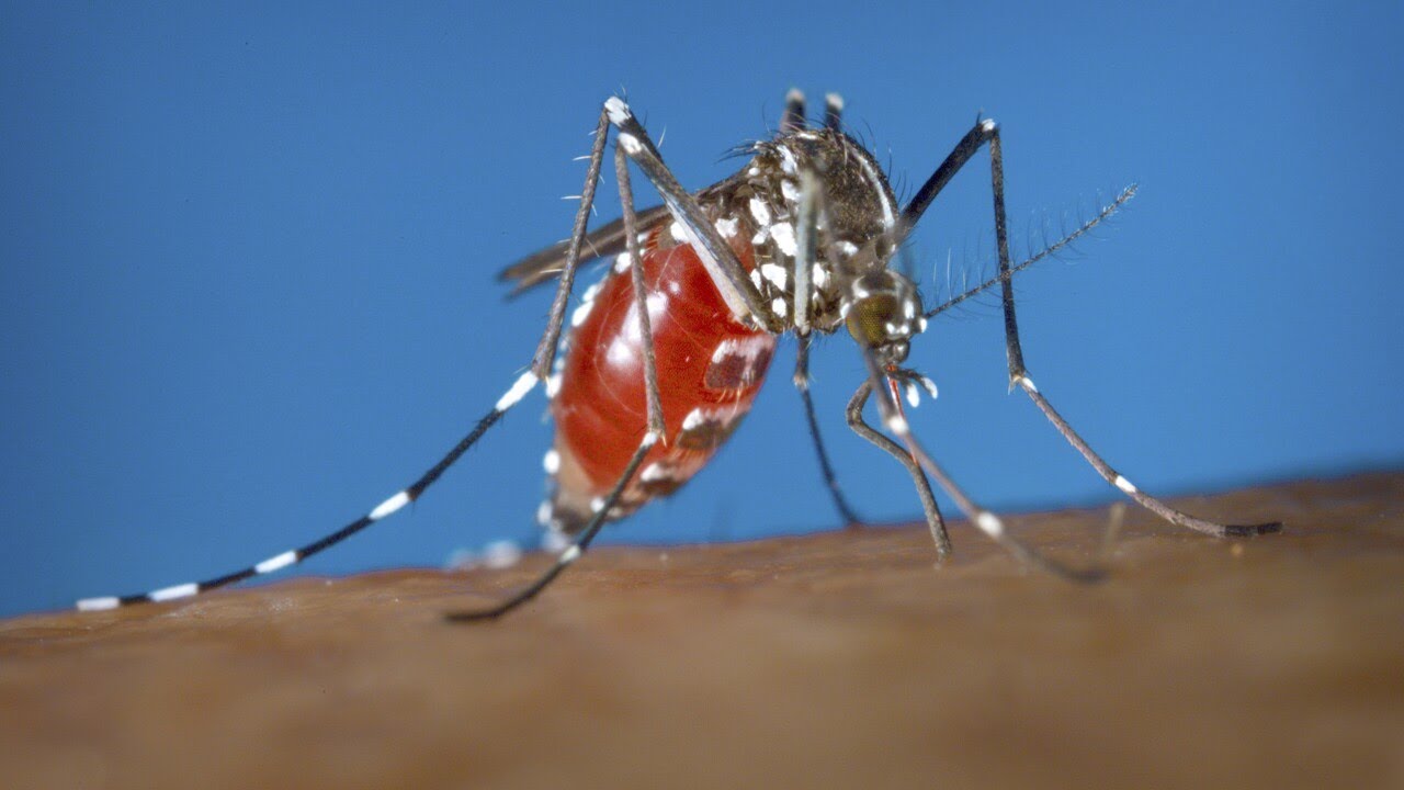CDC warning Americans about increased risk of Dengue Virus infections