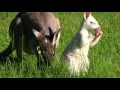 Albino Pretty-face Wallaby - Rare footage