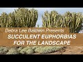 See Big Beautiful Succulent Euphorbias In Gardens Landscapes See Big Beautiful Succulent Euphorbias In Gardens Landscapes