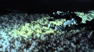 Dead Space 2 Stop Motion Pt.1 EPICNESS