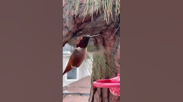 Hummingbird Feeders: The Easiest Way to Attract hummingbirds