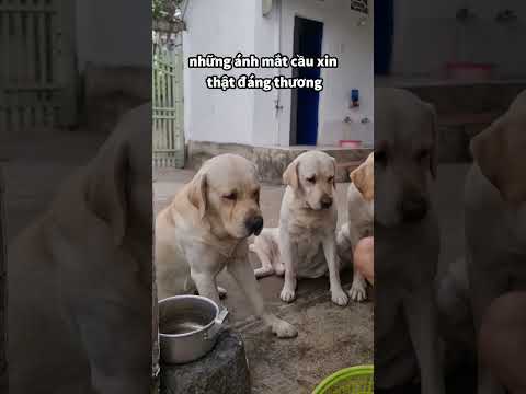 Video: Tên cho Golden Retrievers