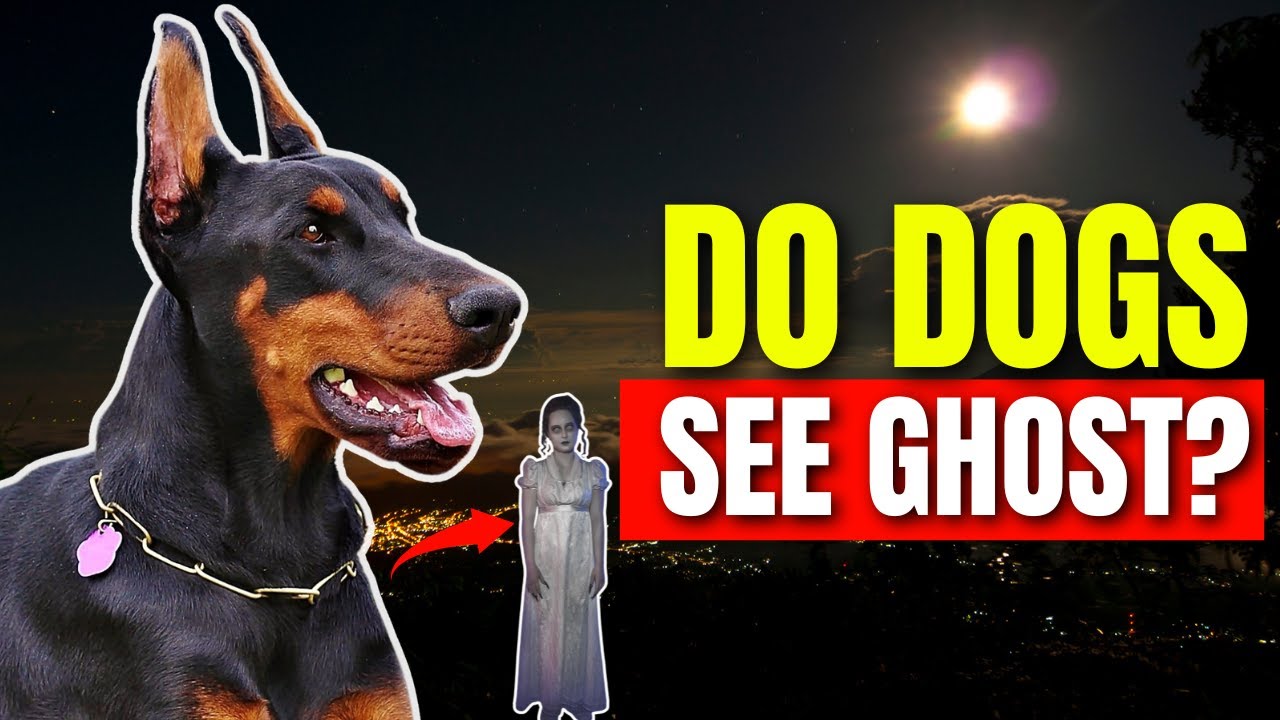 13 Mind Blowing Things Dogs Can Sense That Humans Can’t!