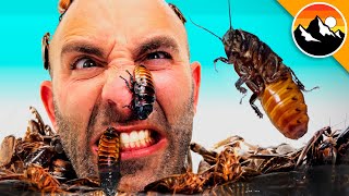 Roach Nightmare - Infestation on my HEAD!