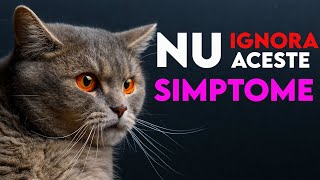 7 Simptome Pe Care Sa Nu Le Ignori Niciodata La Pisica Ta