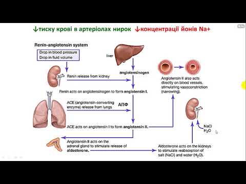 Біохімія всі роки частина 5 гормони частина 2