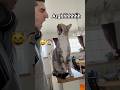 Funny #cute CATS #cutebaby videos of 2026 #amazing #babyshorts #catshorts
