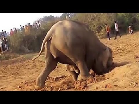 Elephant Digs A Hole For 11 Hours, What She Pulls Out… OMG.