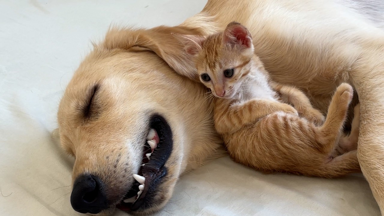 What Happens When a Giant Golden Retriever Becomes a Kitten’s “Mom”