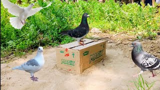 Simple Traps And Pigeon Trap Processing From Easy Creative Method Pigeon Trap Gatta And Pigeon