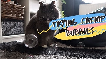Cat Reacts To Catnip BUBBLES | She Pops One!