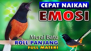 Roll Panjang Temkaban Rapat Burung Murai Batu Gacor - Jadikan Murai Batu Anda Juara Sepanjang Masa