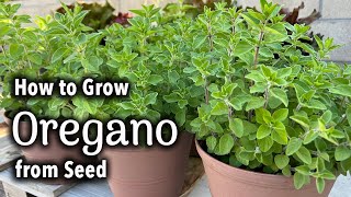 How to Grow Oregano from Seed in Pots🌿 | Italian Oregano