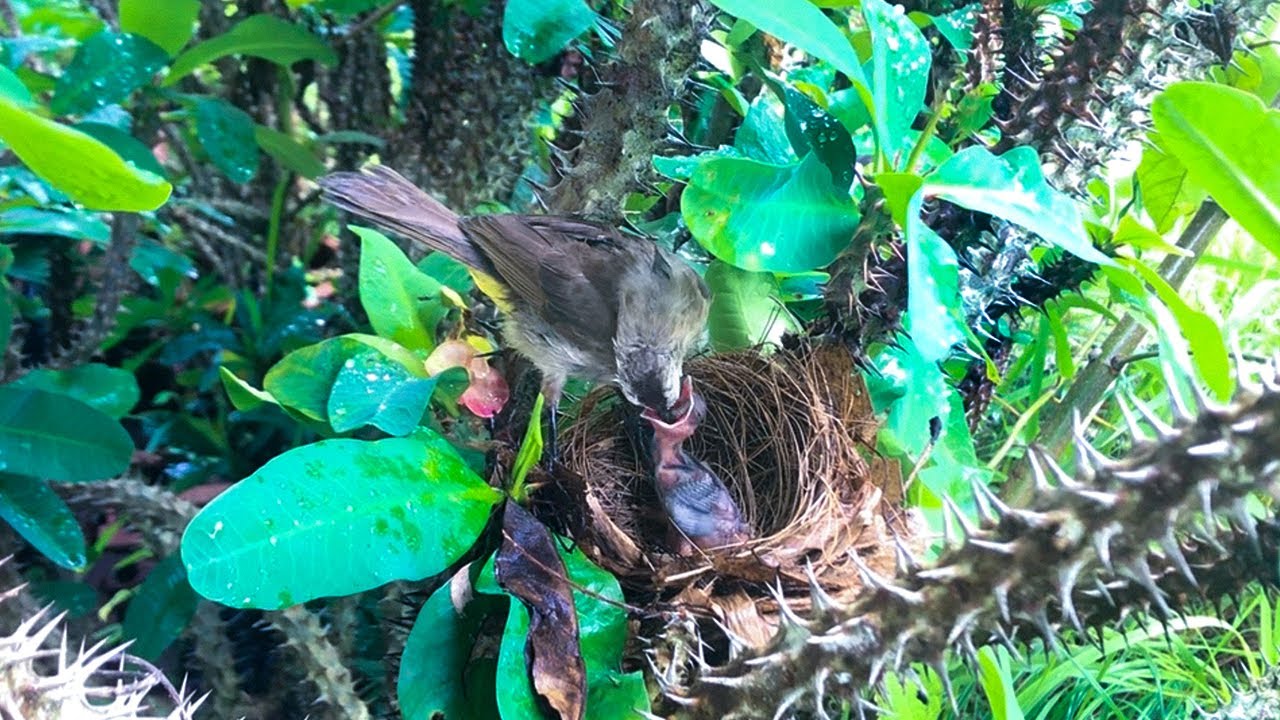 Two Bulbul Birds Looking for Food to Feed Only One Baby (2) Chick