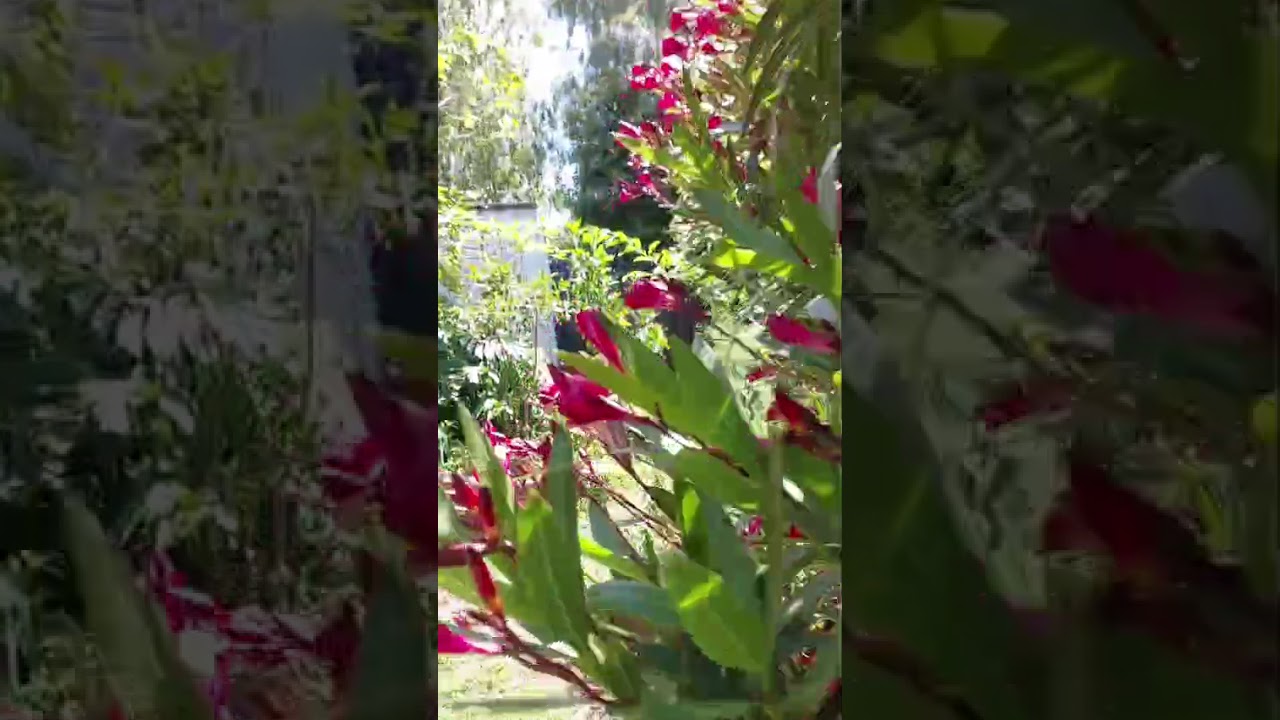 My Therapeutic Garden. 