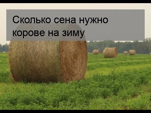 Сколько сена нужно корове. Сколько сена нужно. Сено для теленка на зиму. Корова сколько сена на зиму. Количество сена на зиму на 1 корову?.