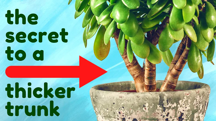 Prune a Jade Plant For Bushy Growth & Thick Trunk - DayDayNews