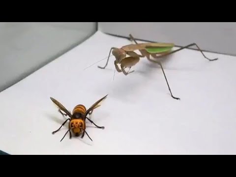 Video: Gli insetticidi sono i peggiori nemici degli insetti