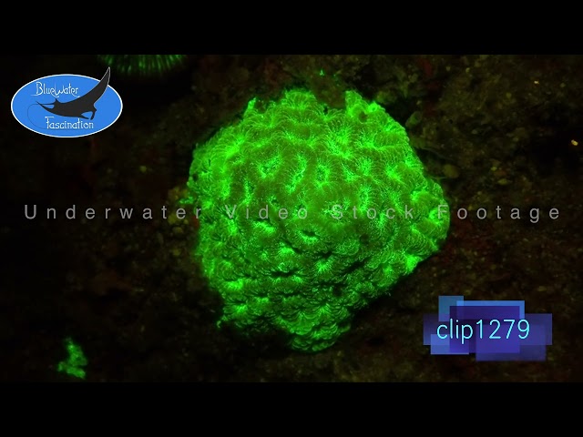 1279_Fluorescent brain coral at night. 4K Underwater Royalty Free Stock Footage