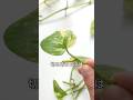 ポトスの増やし方🌱水挿しで簡単に増やせる😳 #ポトス #観葉植物 #植物