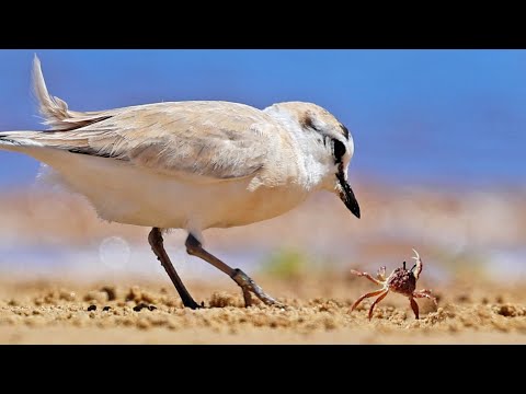 Brave Crab Fights for Its Life Against Big Bird
