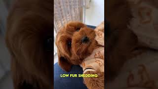 Is Cavoodle the dog for you? #dog #doglover #puppy #puppylove #puppylife #cutepuppy #cavoodle #dogs