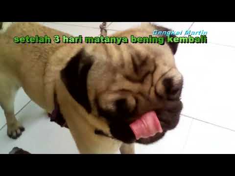 Video: Kista Iris Pada Anjing - Masalah Mata Anjing