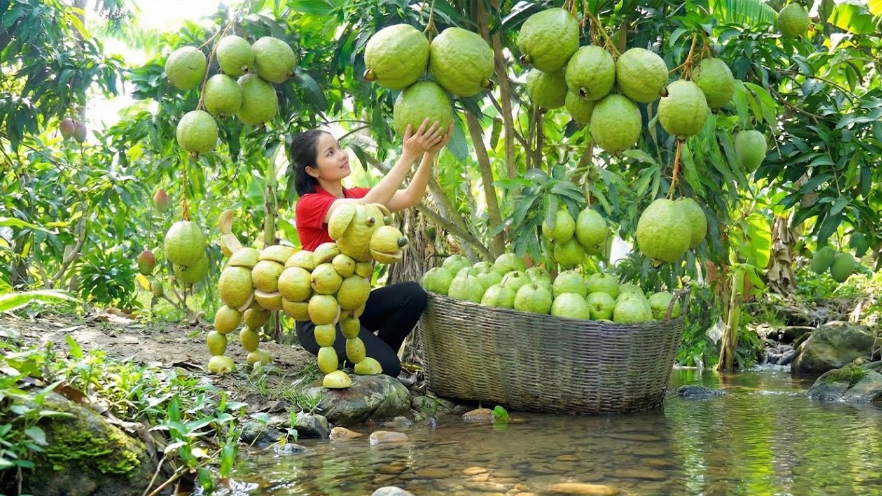 Harvesting +1000 guavas and took them to sell at the local market | Hana Market