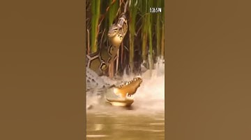 Python vs Crocodile – Jungle Swallowed Whole | Real Swamp CCTV