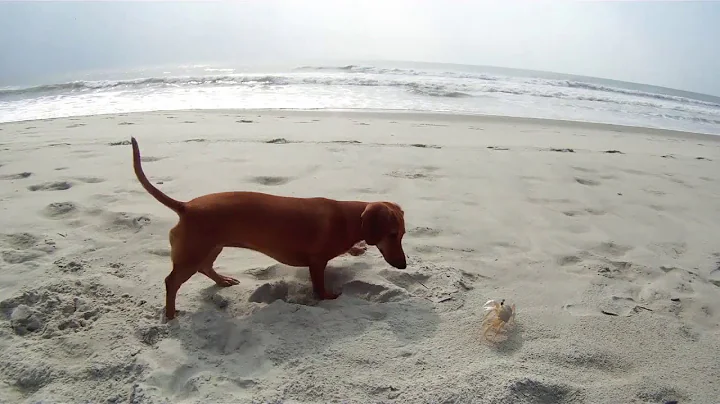 Madeline dachshund puppy with Crab on the beach pl...