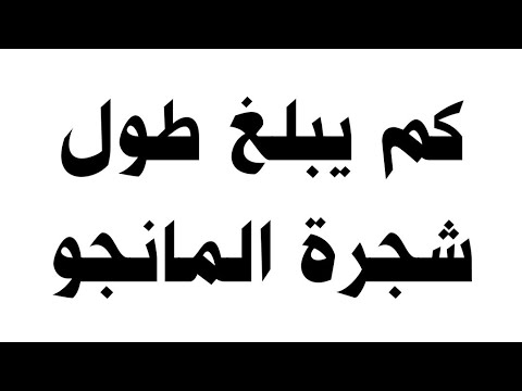 كم يبلغ طول شجرة المانجو