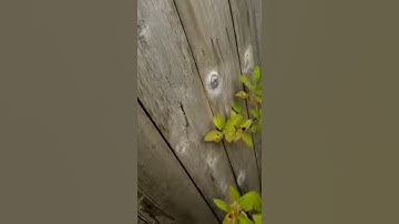 My Douglas Squirrel Announcing Her Territory