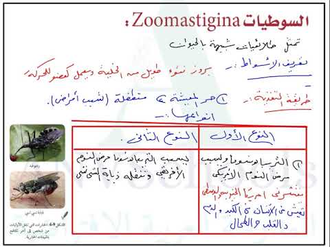 فيديو: ما هي شعبة Zoomastigina؟