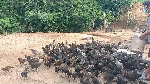 yug qaib ma g yooj yim kiag