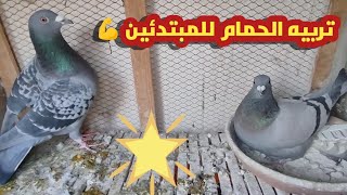 أساسيات تربيه الحمام للمبتدئين ? الجزء الثاني أبوجوري