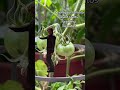 Tomato plant happy dance shorts youtubeshorts